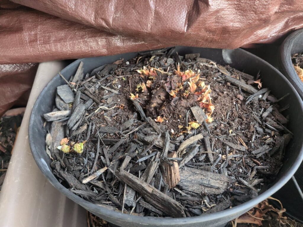 Wild to watch this perennial fan hands grow & bloom over 3 weeks 🌱🤯