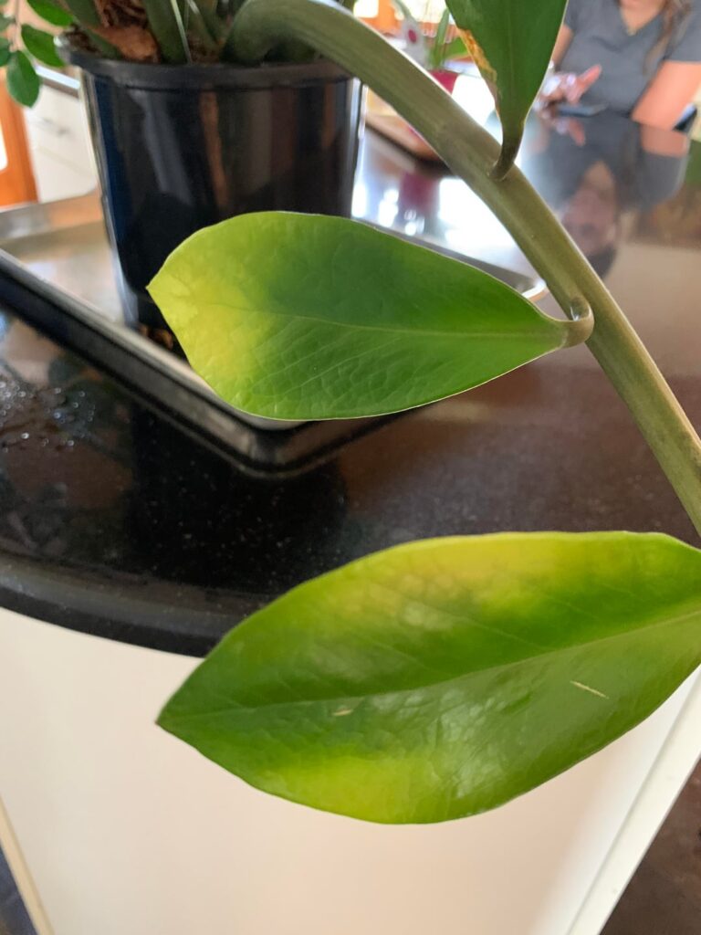 Potted houseplant root bound?