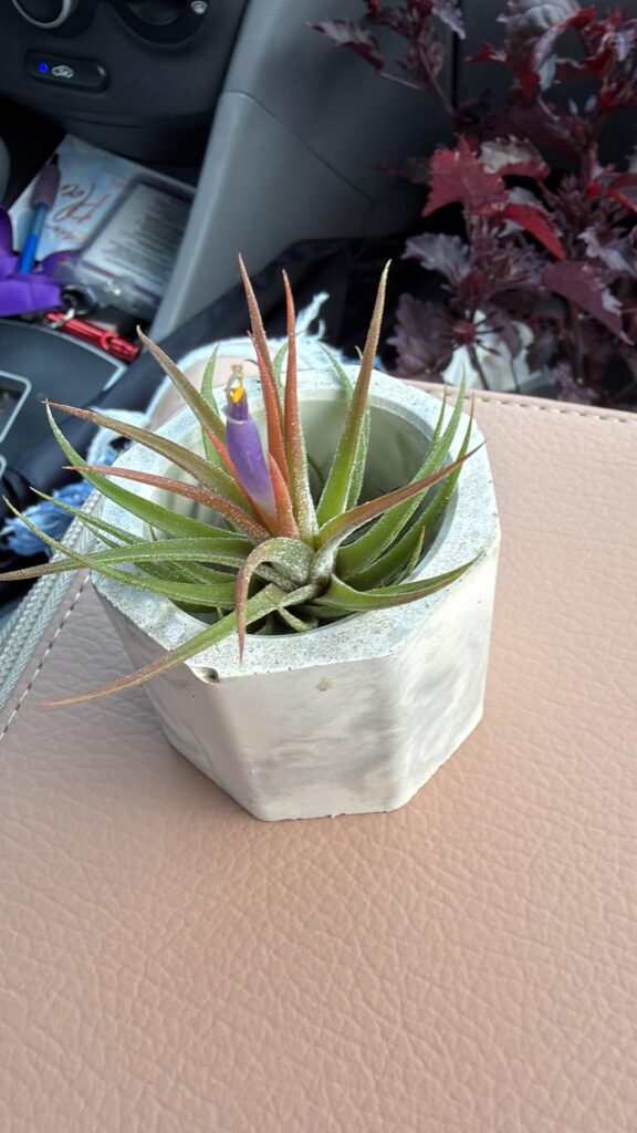 New to air plants