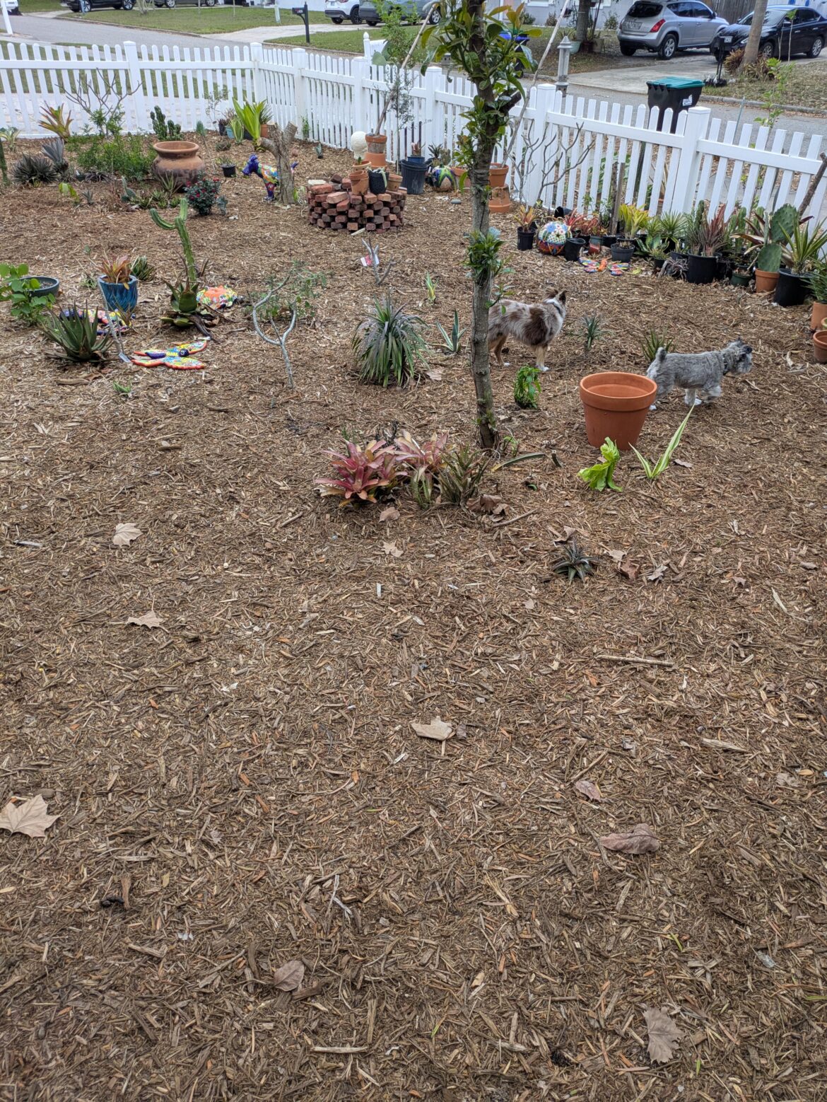 Central Florida Orlando now lawn for just over two years Central Florida Orlando now lawn for just over two years