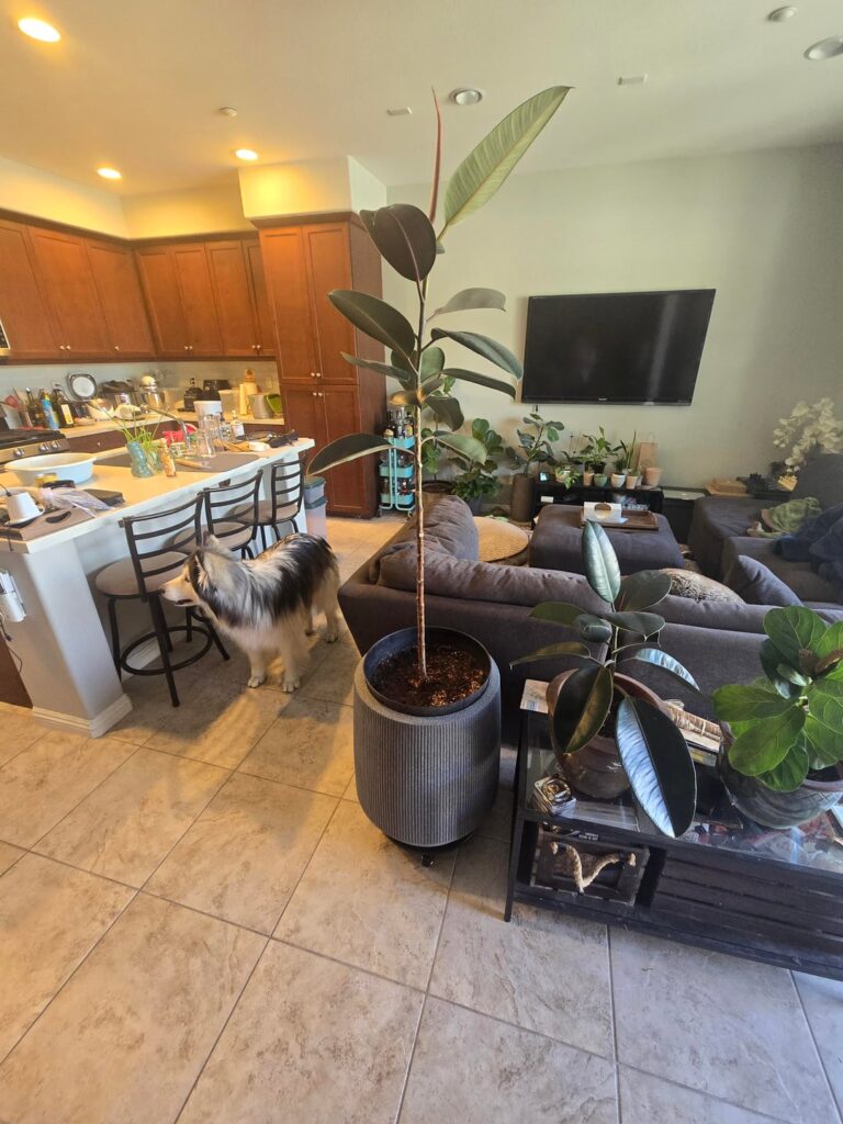 Want to bury rubber tree trunk