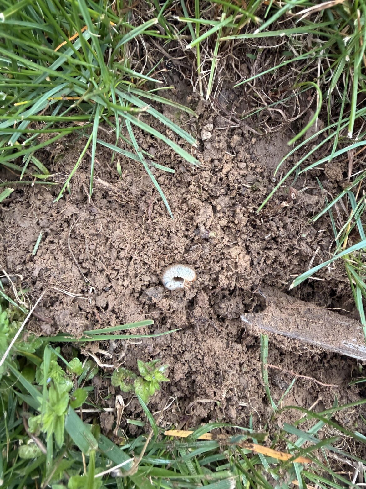 Uh oh. Zone 6b. Found a grub. What can i do now to kill them?