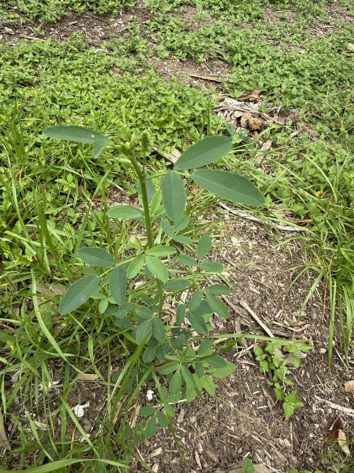What is this plant?