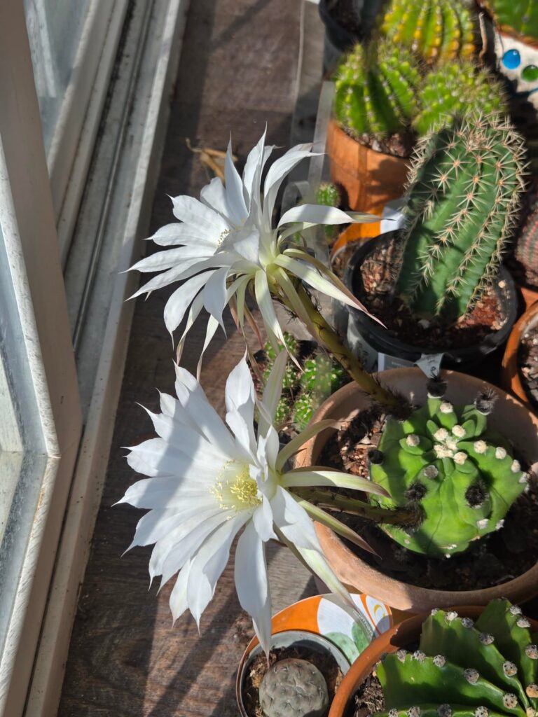 First flowers of the year