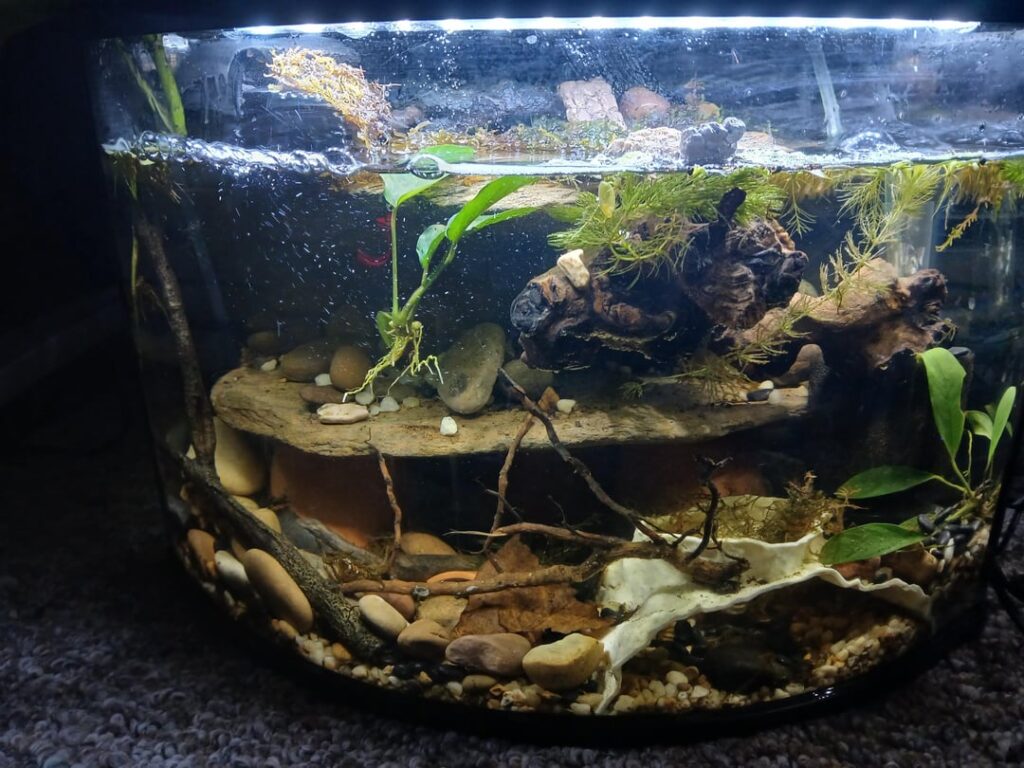 First try... tips? Opinions?