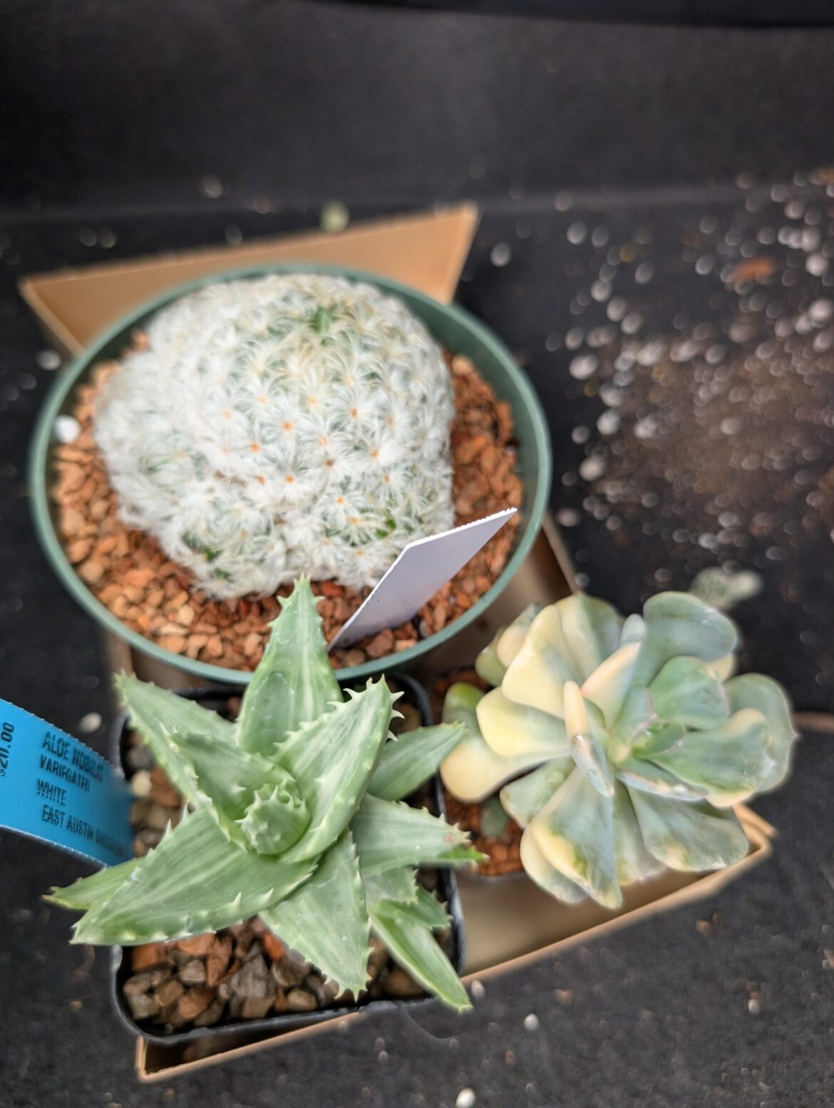 Small show and sale haul