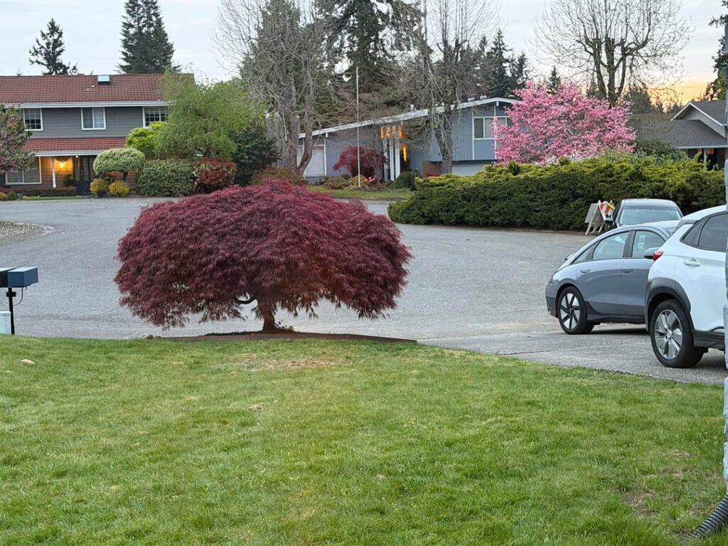 Have a very large Japanese maple, looking for advice.