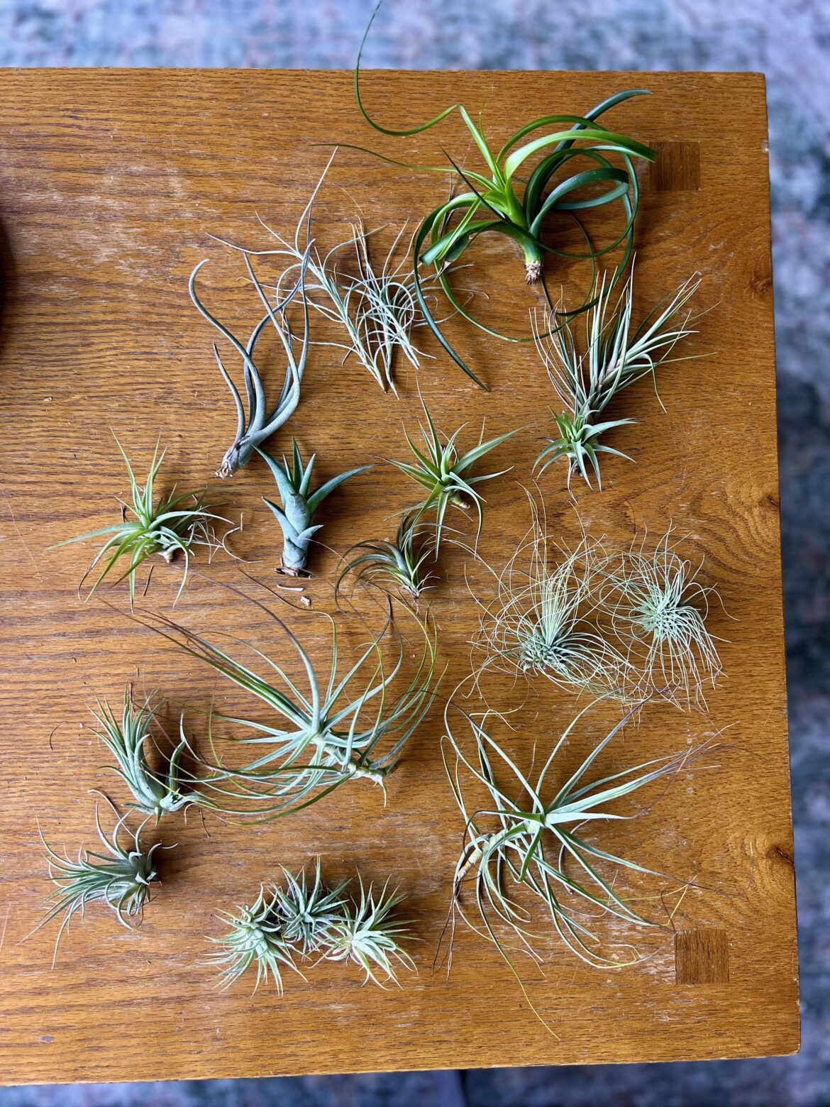 Goody bag air plant haul