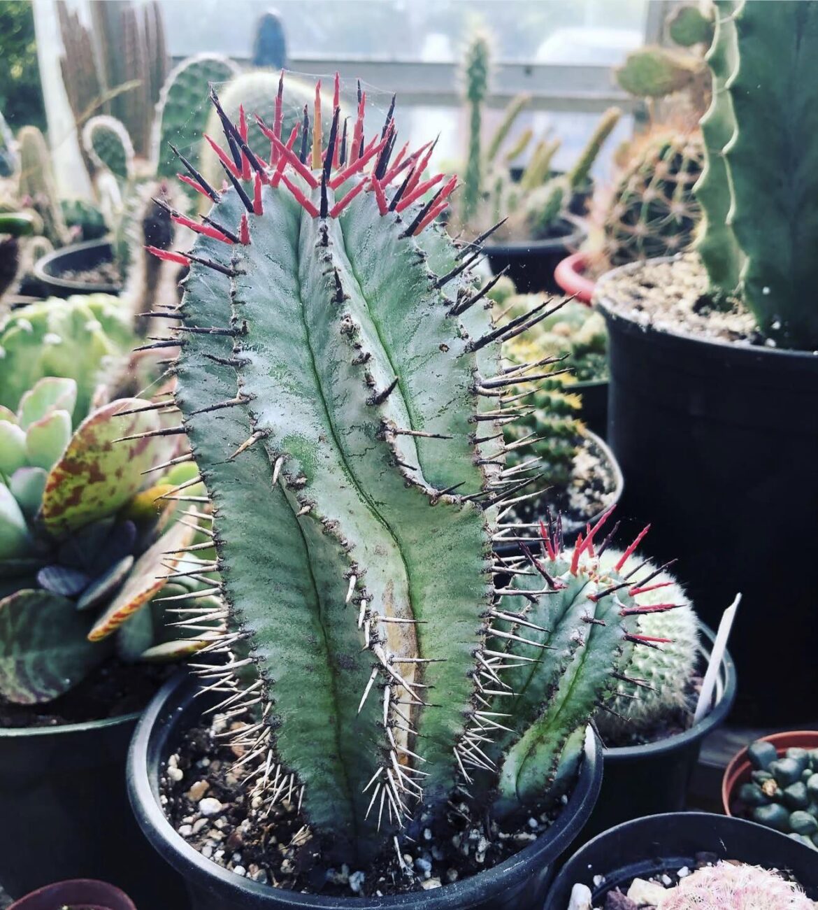 euphorbia horrida