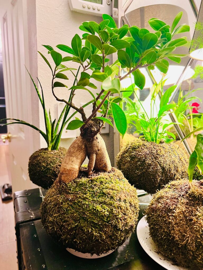 Best structure for zone 9b
