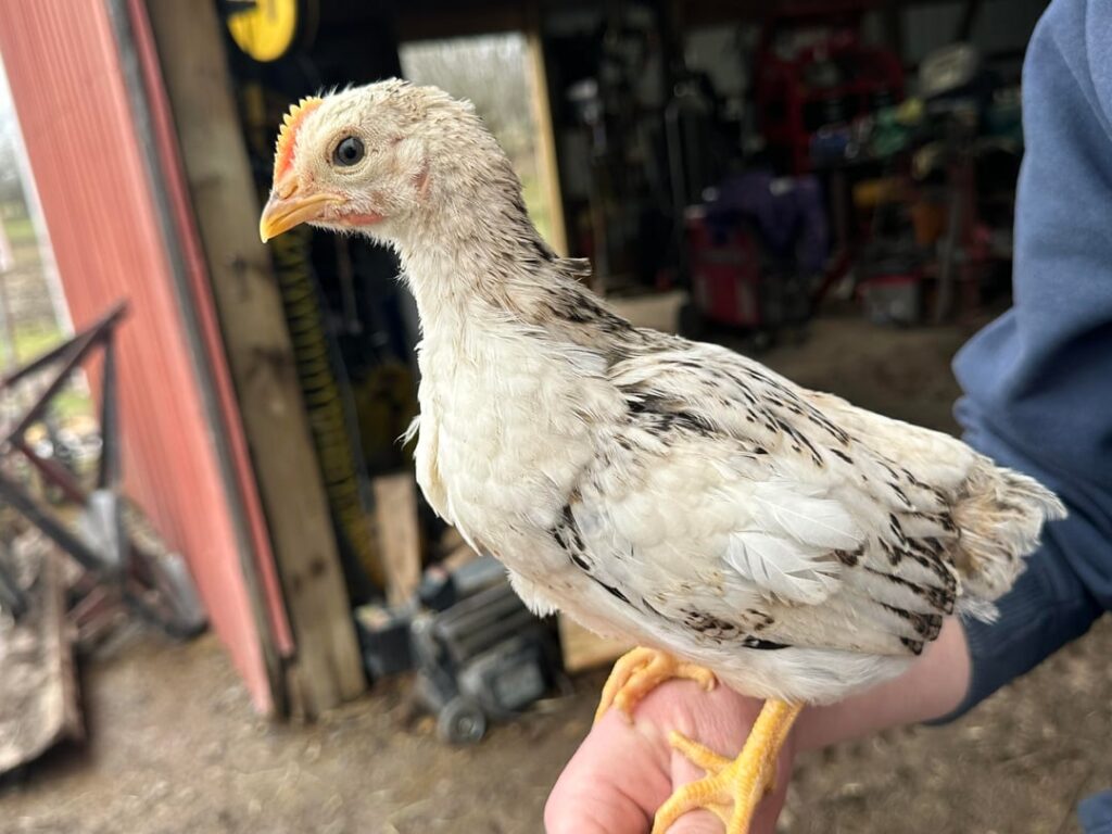 Unique chicken we hatched this spring. Rhode island red mother. Either Jersey Giant or Rhode Island rooster