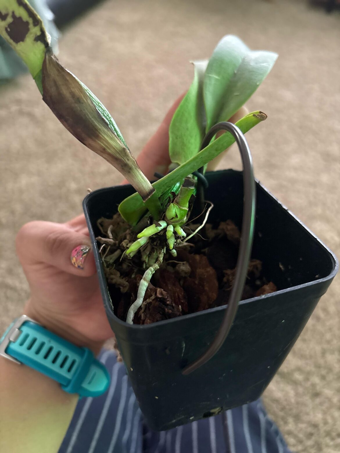 I kept my first cattleya alive! From no roots, to this!