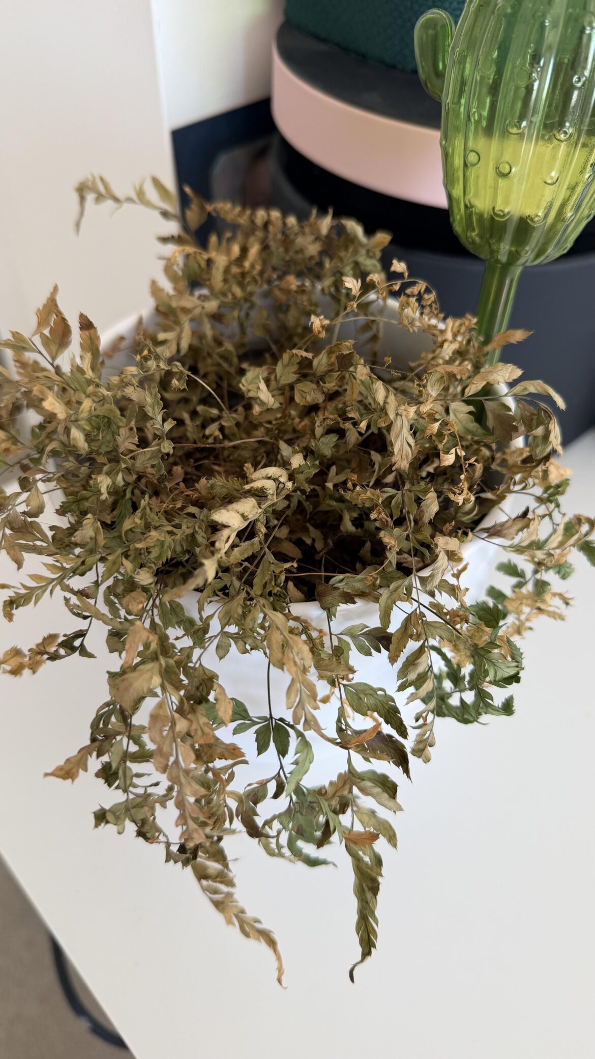 Help with a crispy Fern