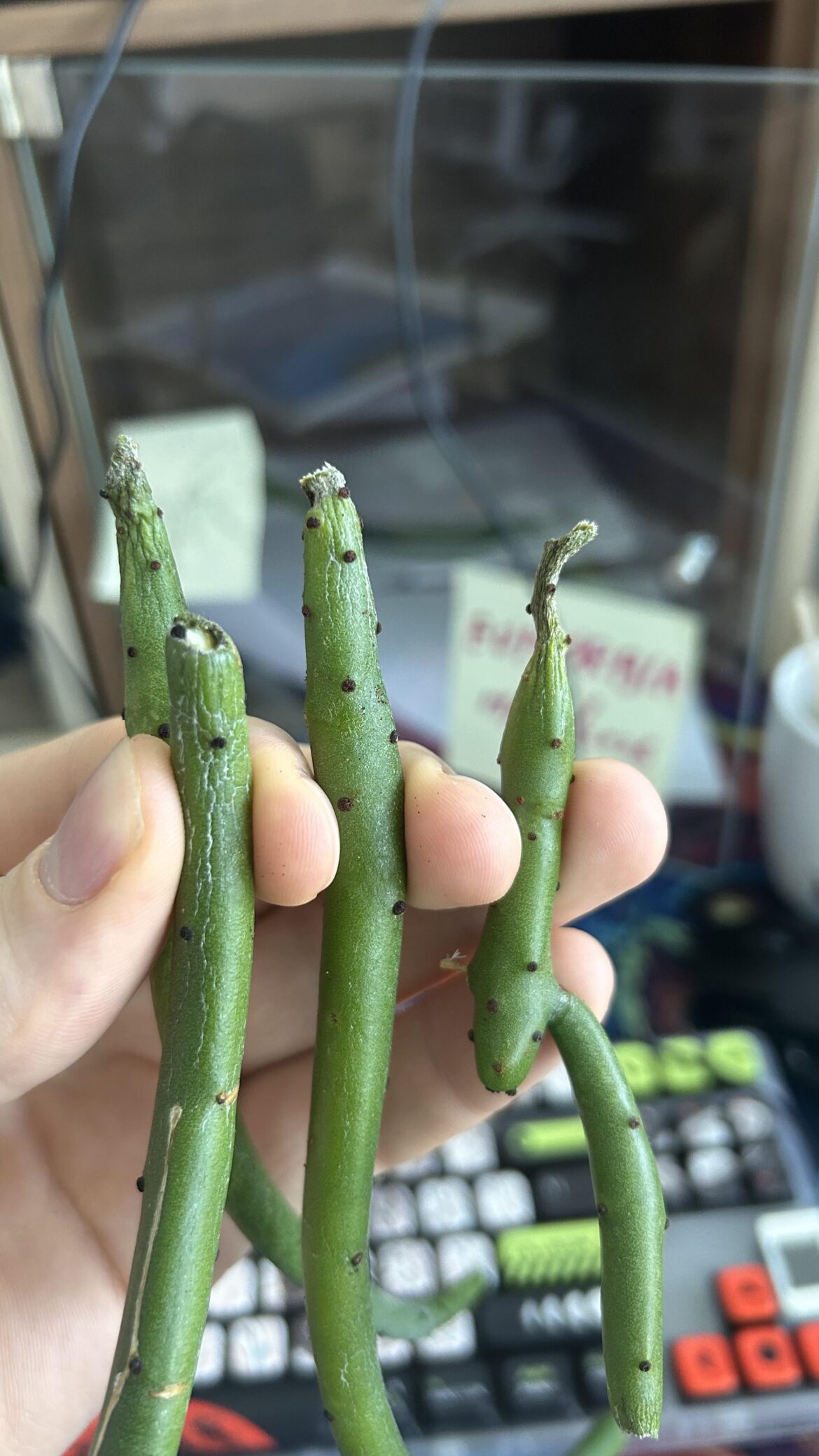 Cuttings look bad