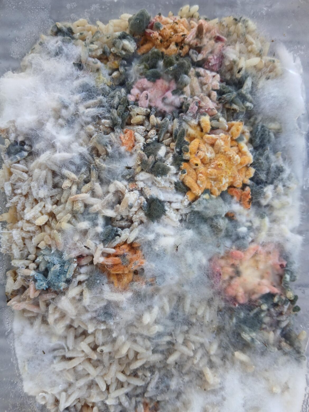 Brown rice under a magnolia tree