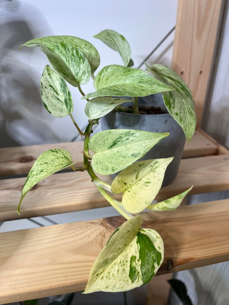 Marble Queen changed color