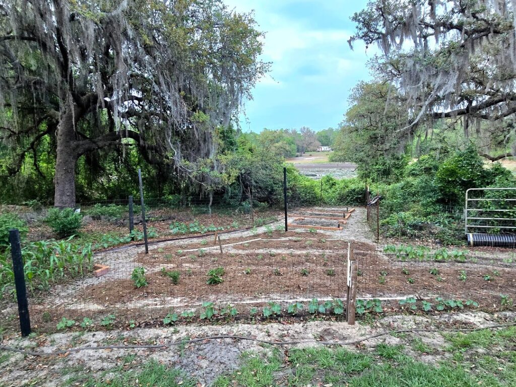 All seedlings transplanted, all seeds sown.
