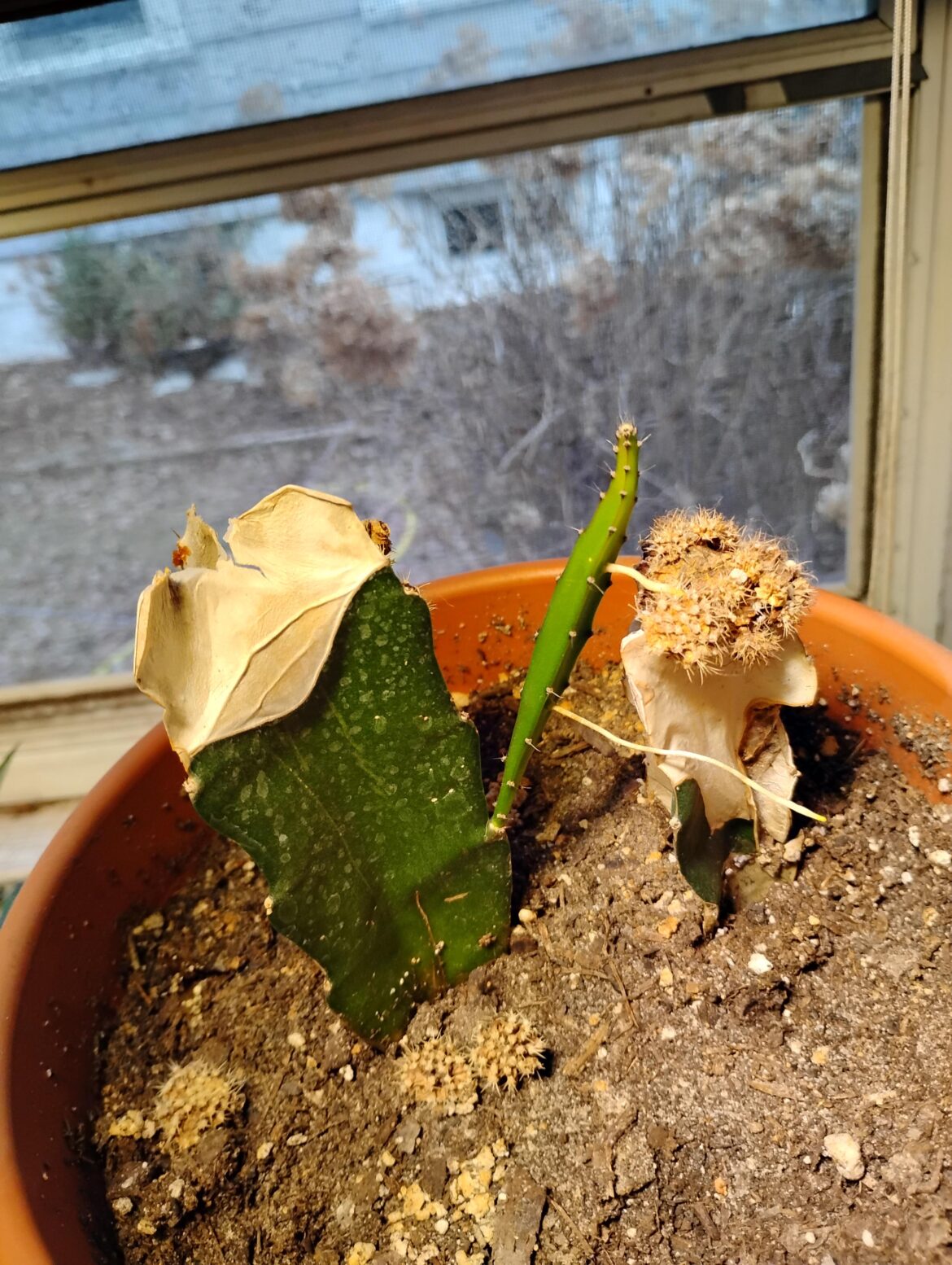 Looking for opinions on plant behavior Looking for opinions on plant behavior