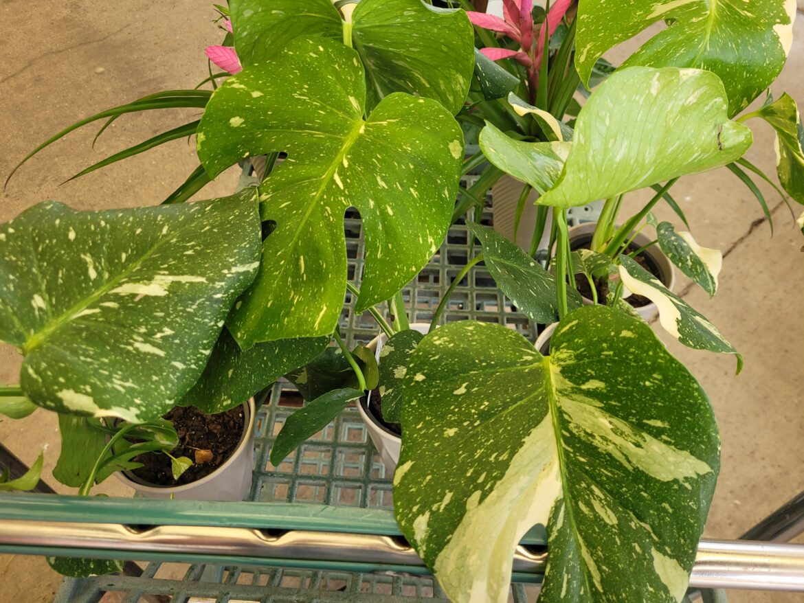 Just found these babies at Wally World for $15 each! They're coming home with me to be repotted with proper monstera mix and they'll be so loved. I feel like I won the lottery!
