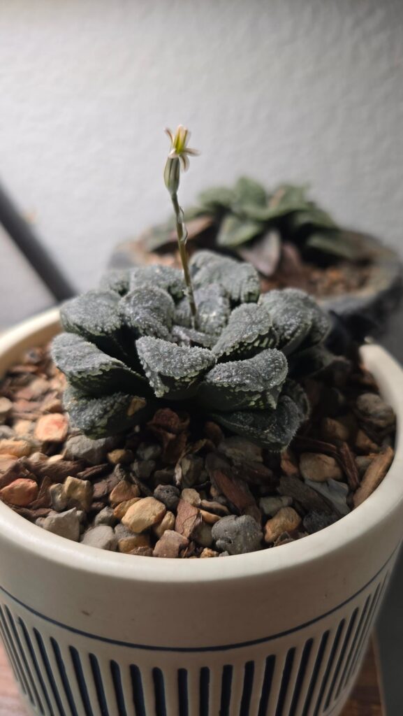 Single flower in Mordor