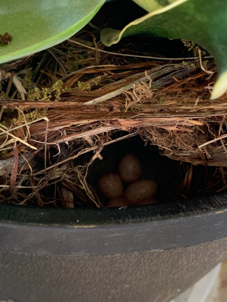 Bird nest with eggs in potted plant! Bird nest with eggs in potted plant!