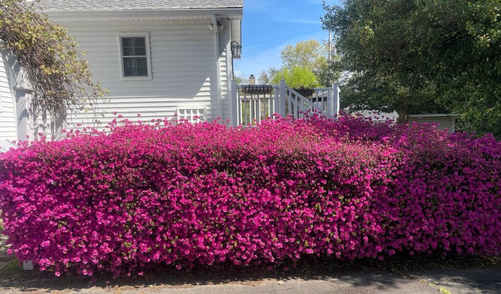 I love her! When we first moved in, we were very pleasantly surprised come spring