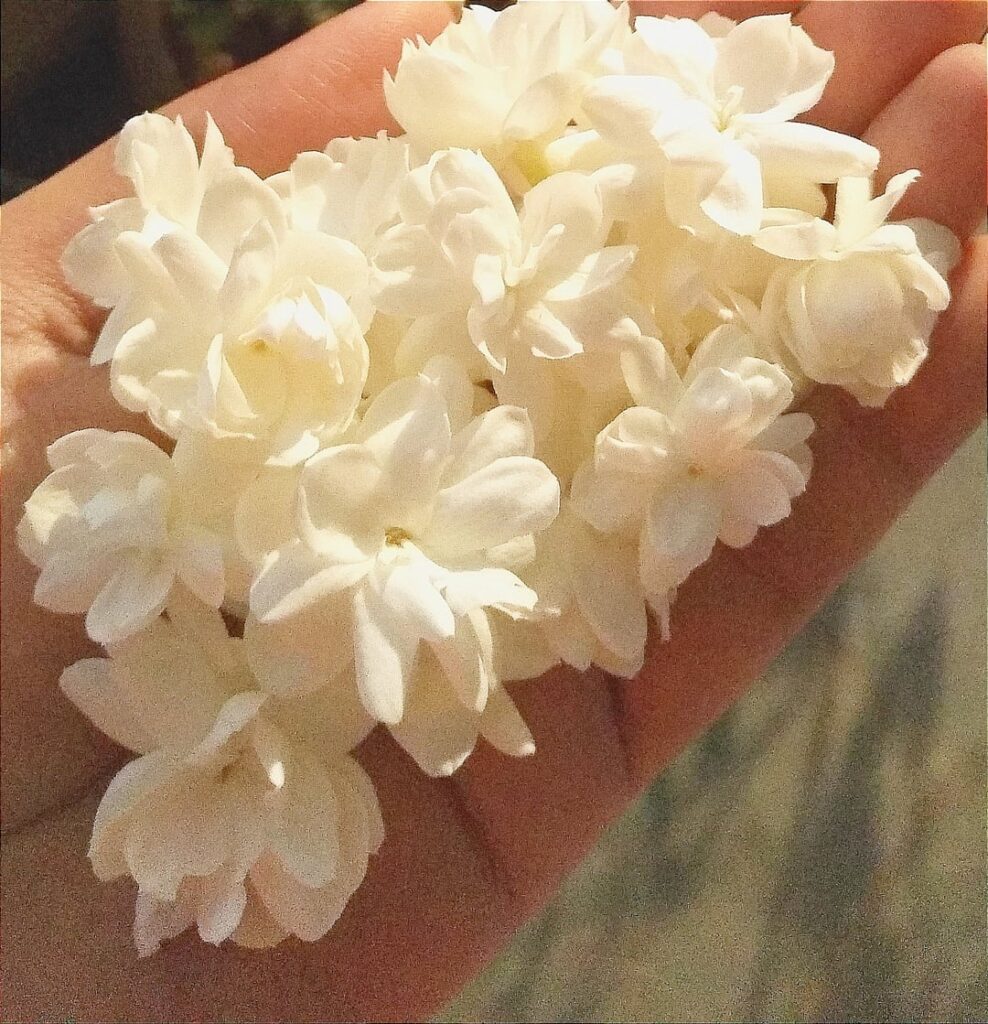 Harvesting home grown jasmine is a special kinda happiness for me 🤍