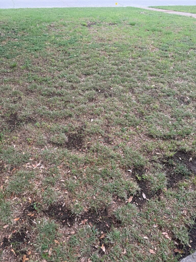 Where does one go from here? North Texas DFW area, Zone 8B Where does one go from here? North Texas DFW area, Zone 8B