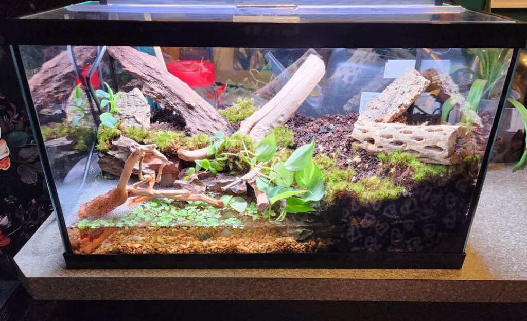 First paludarium: "wait times"