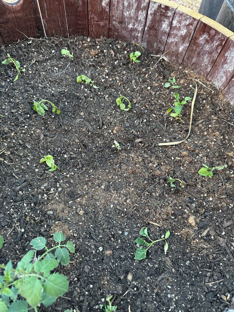 transplanted peppers now they look like this, will they bounce back?