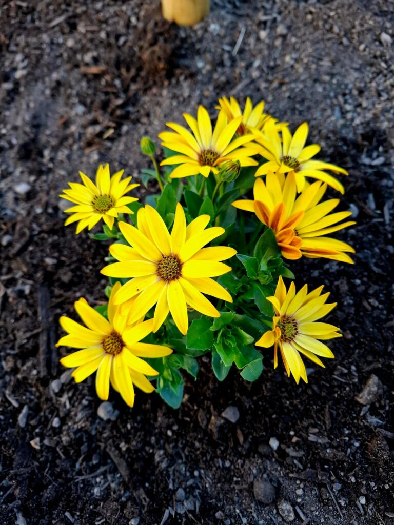 Freshly planted Osteospermum/African Daisy