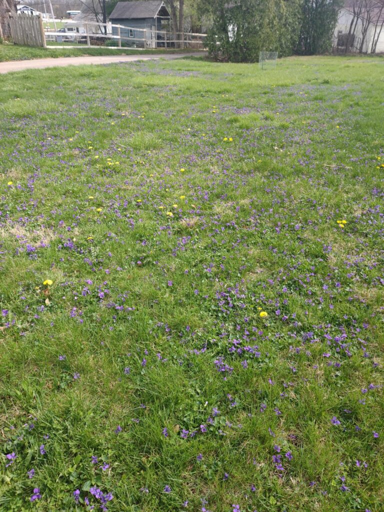 I heard we're into violets here