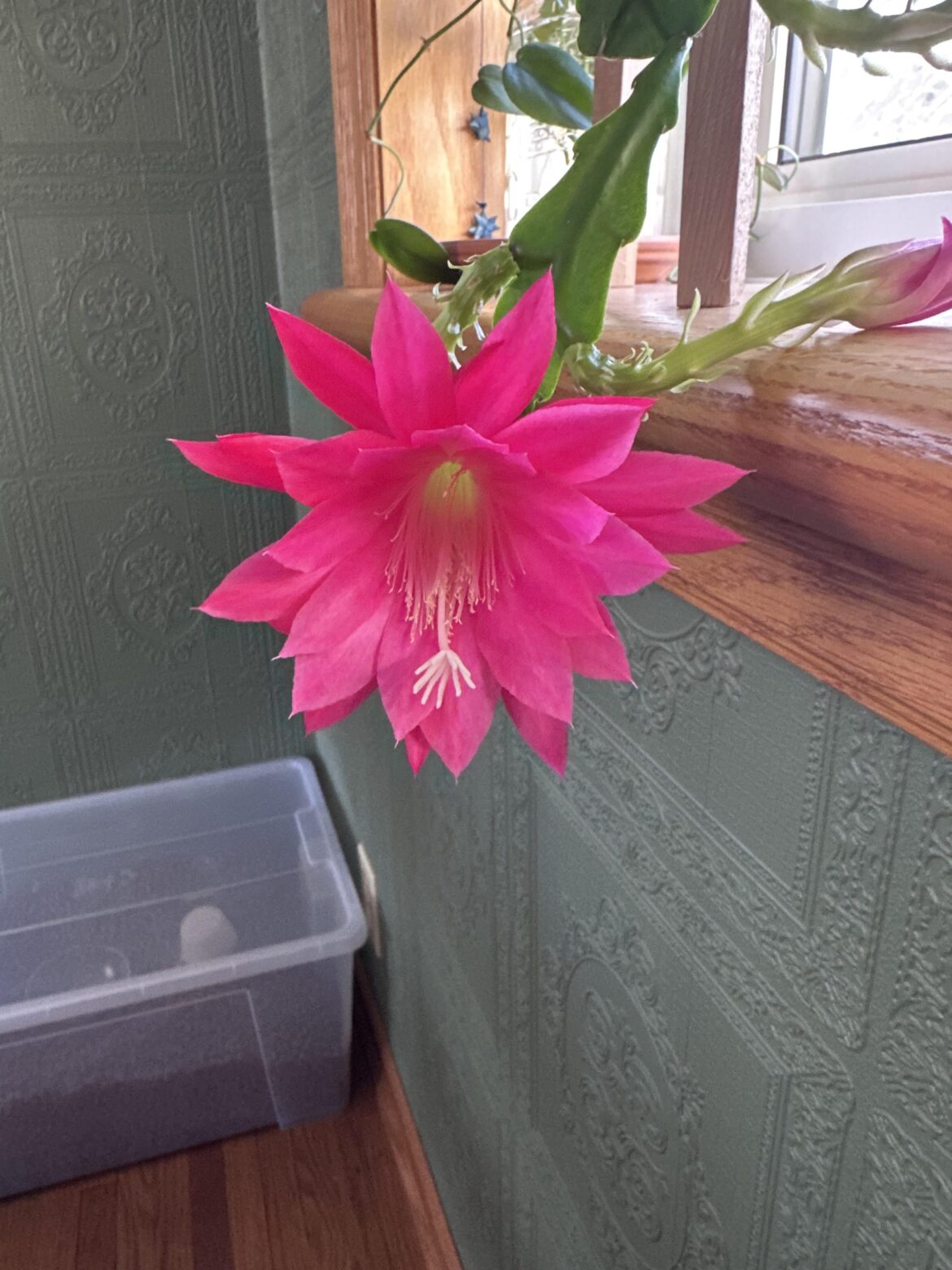 My orchid cactus bloomed 😍 My orchid cactus bloomed 😍