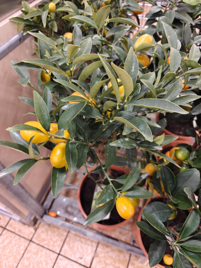 Can someone help me identify (may seem obvious!) Can someone help me identify (may seem obvious!)