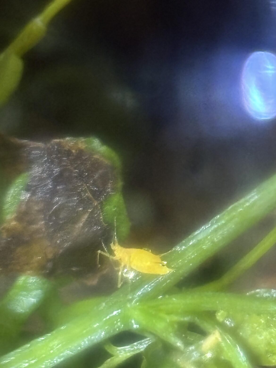 What is this bug?