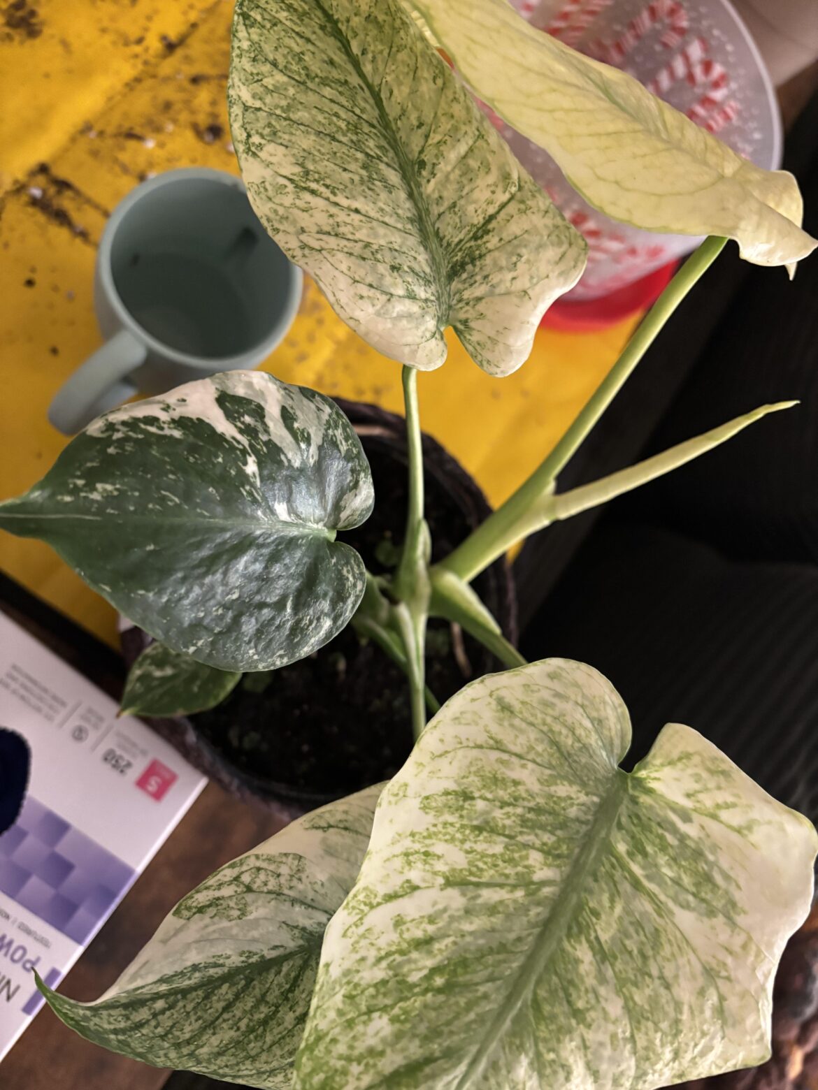 SCORE! but.. what is she?