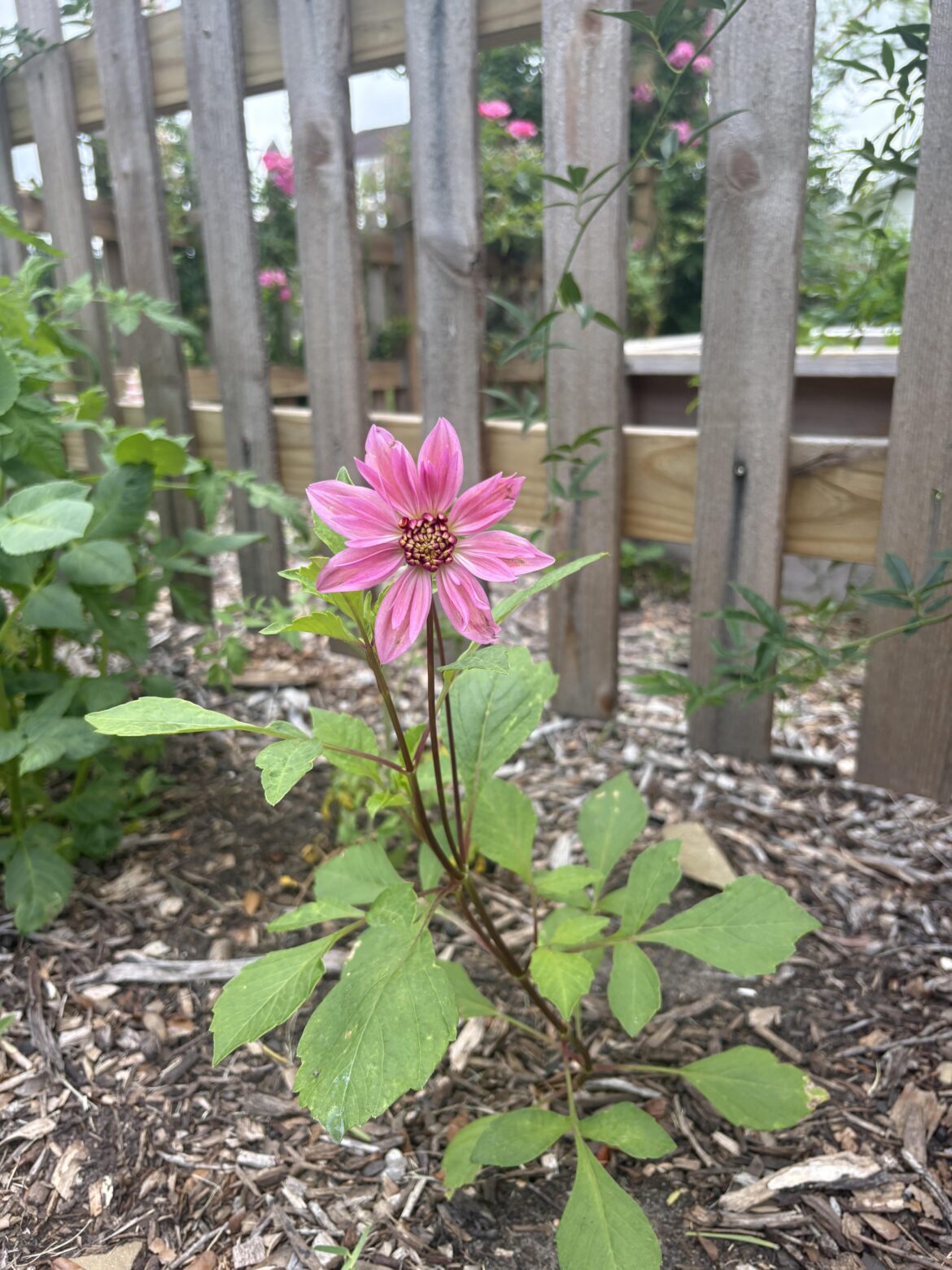 First bloom of the year