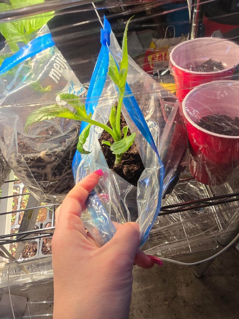 Do i pinch these back now?