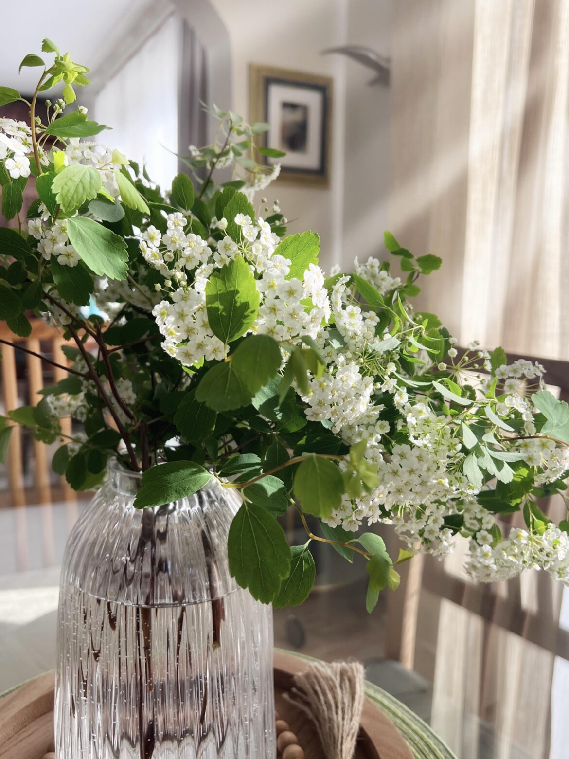 Spiraea in the spring (OC)