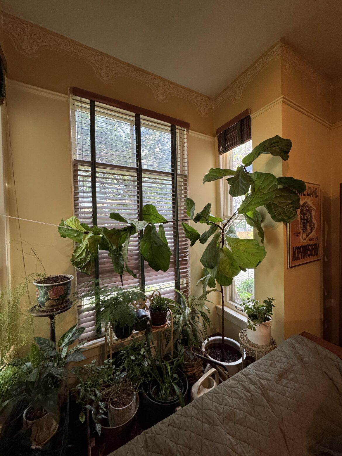 I need to prune, but where?