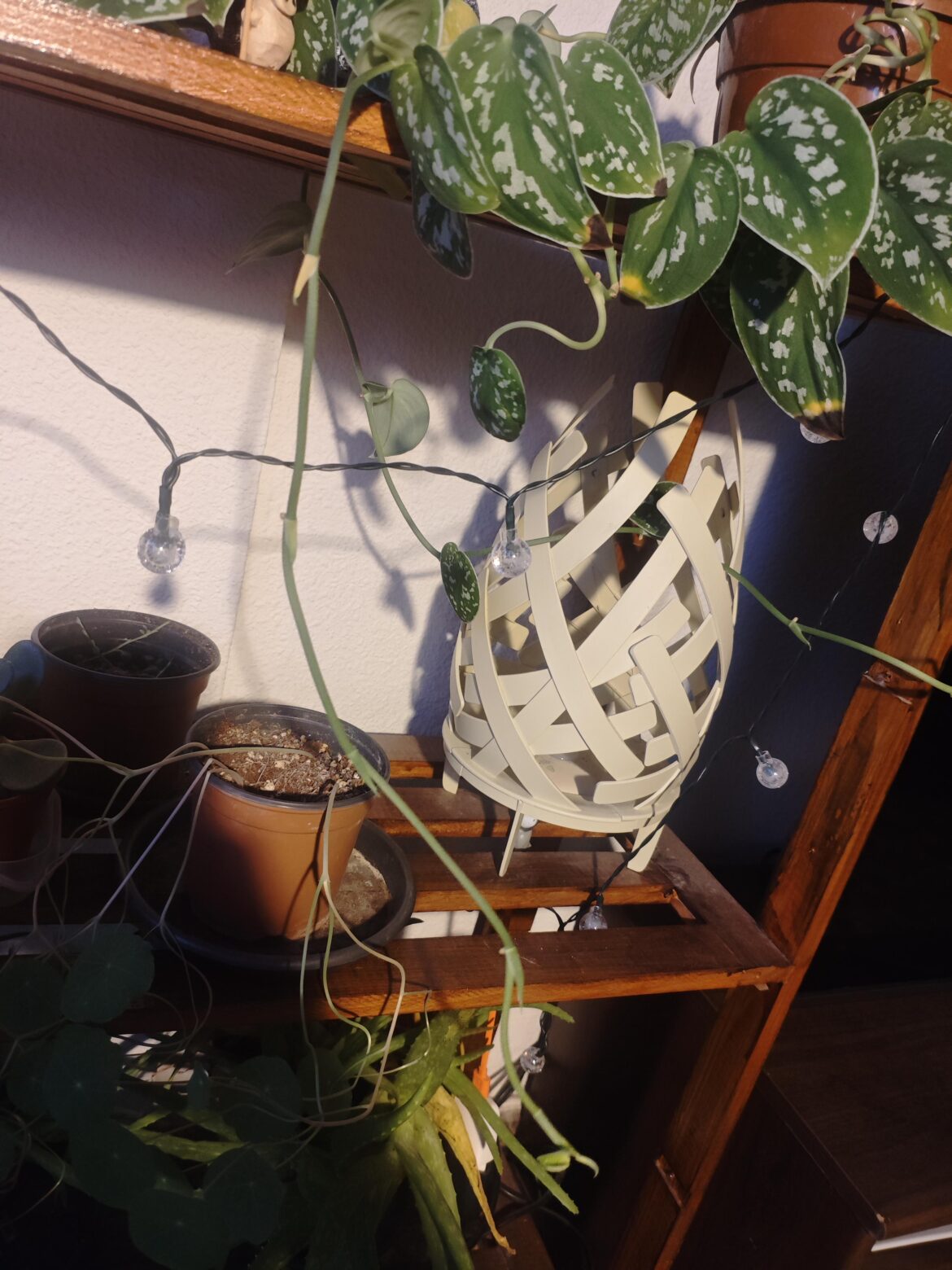 My pothos keeps growing but makes no new leaves My pothos keeps growing but makes no new leaves