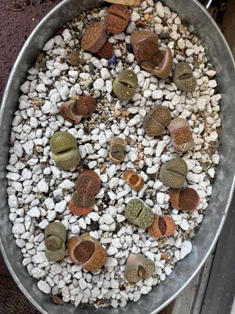 Happy babies!