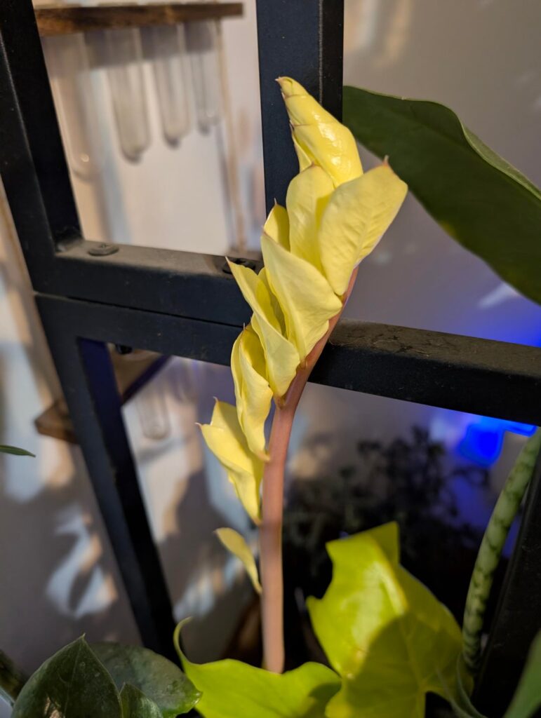 Update on growth of my variegated ZZ