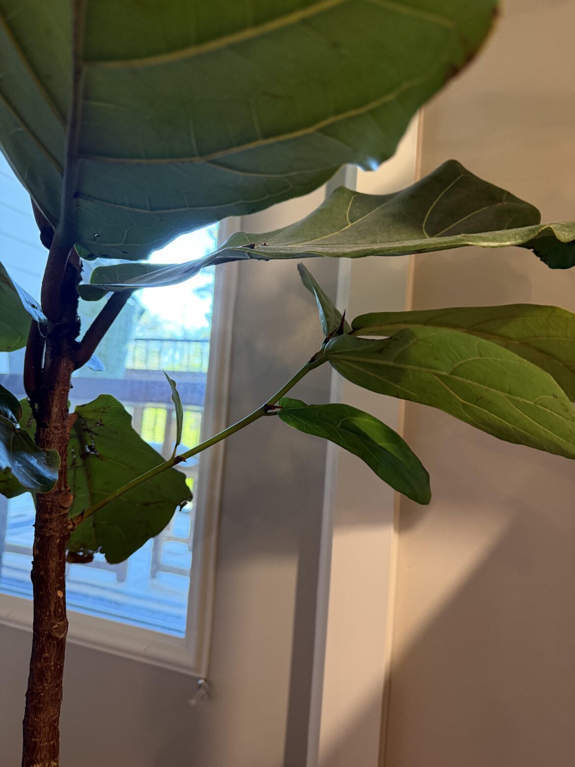 Should I propagate? If so, how?