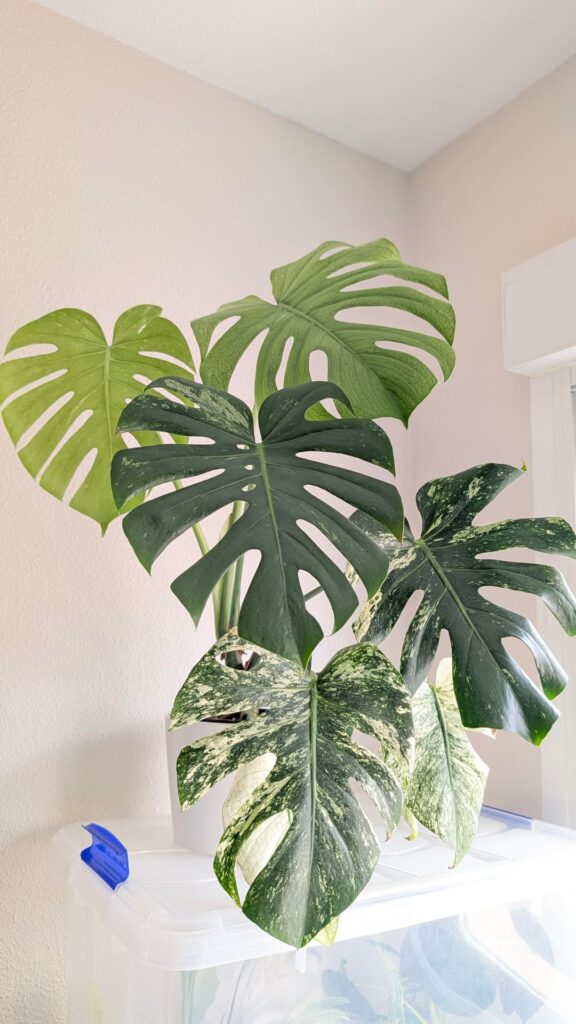 Is this a Monstera Mint?