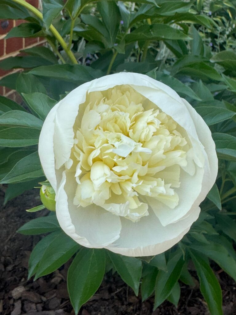 My peonies are finally blooming