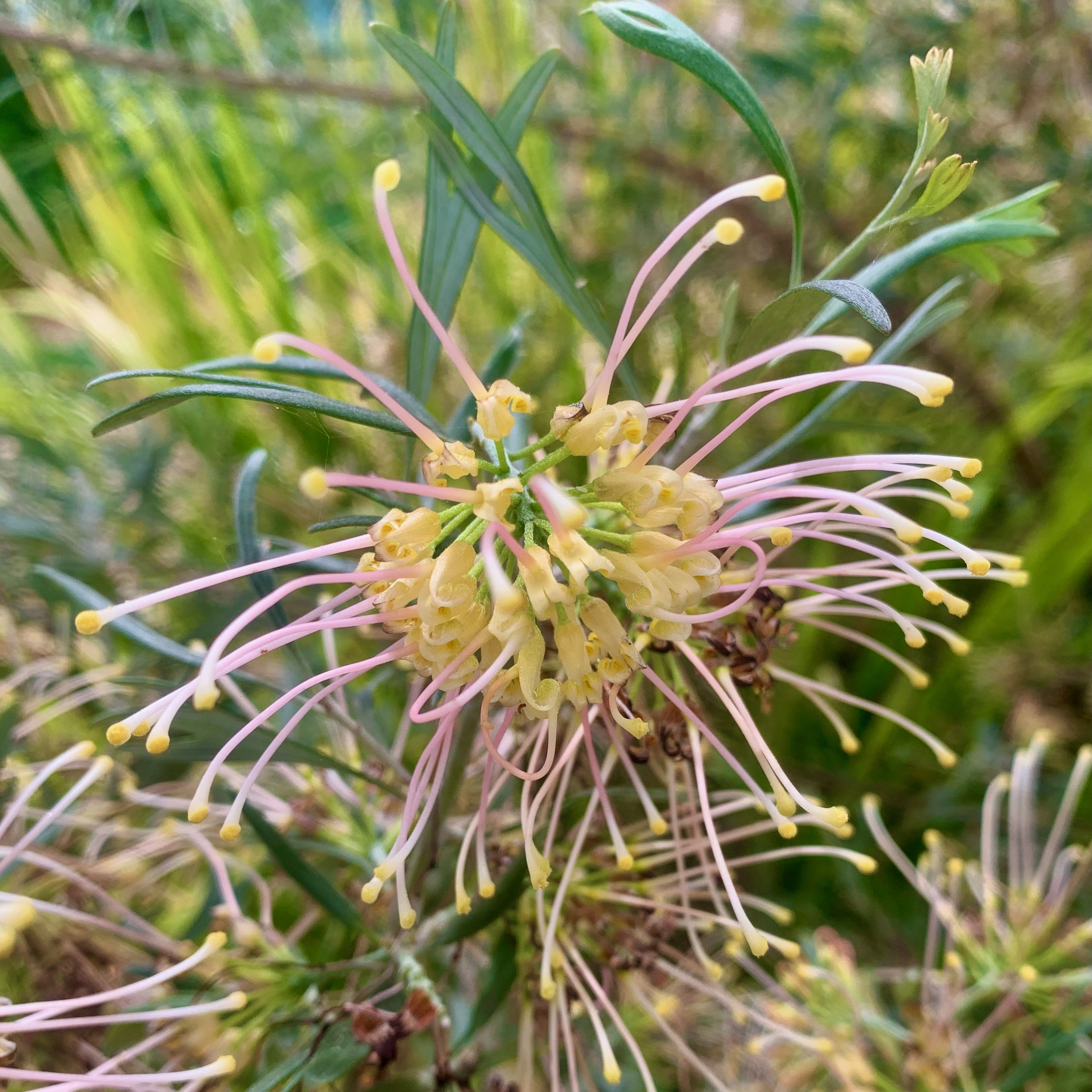Banks grevillea (Grevillea banksia). This upright, multi-stemmed shrub grows to...
