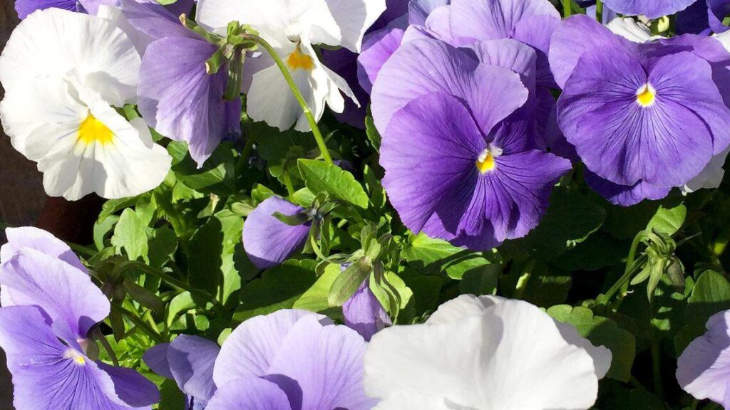 Tackle weeds and slugs in your garden this April Tackle weeds and slugs in your garden this April