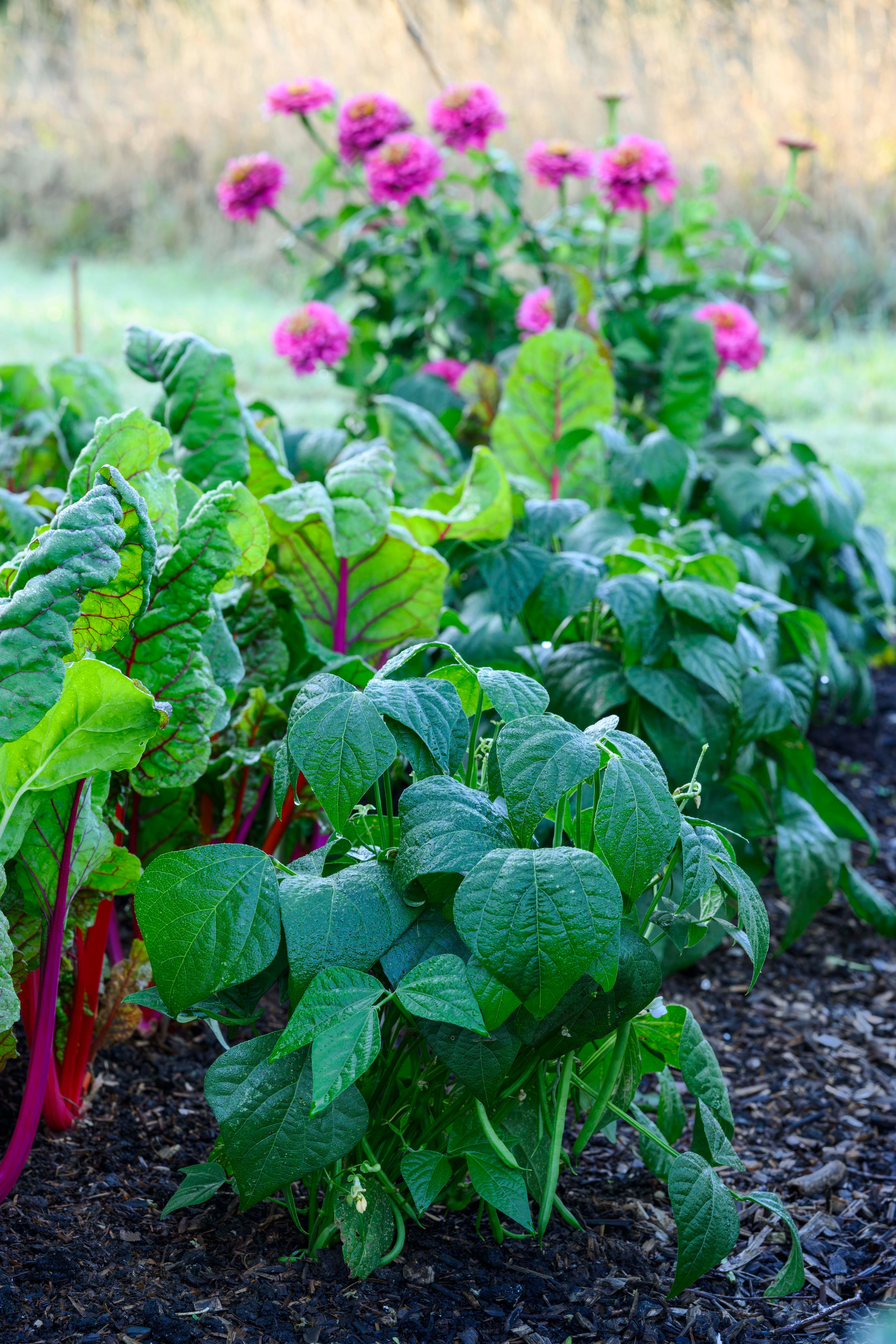 Dwarf French beans grow nicely alongside chard
