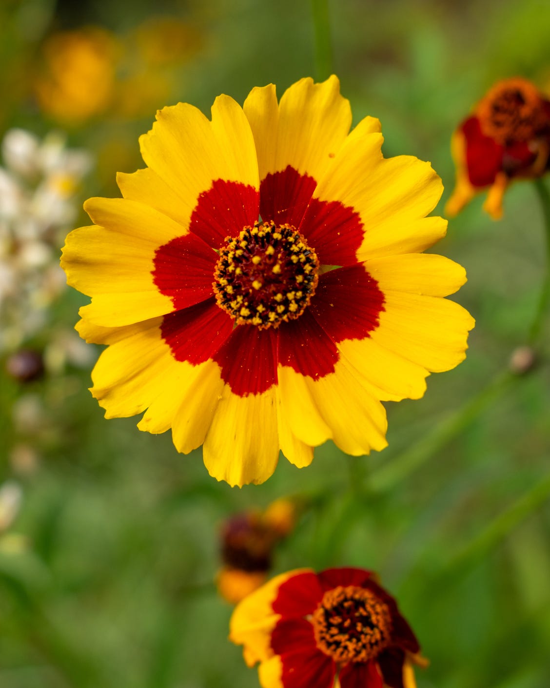 flower head of Golden Tickseed